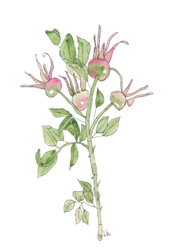 Greeting card "Botanical"