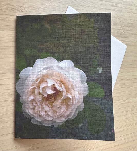 White Summer Peony photo greeting card