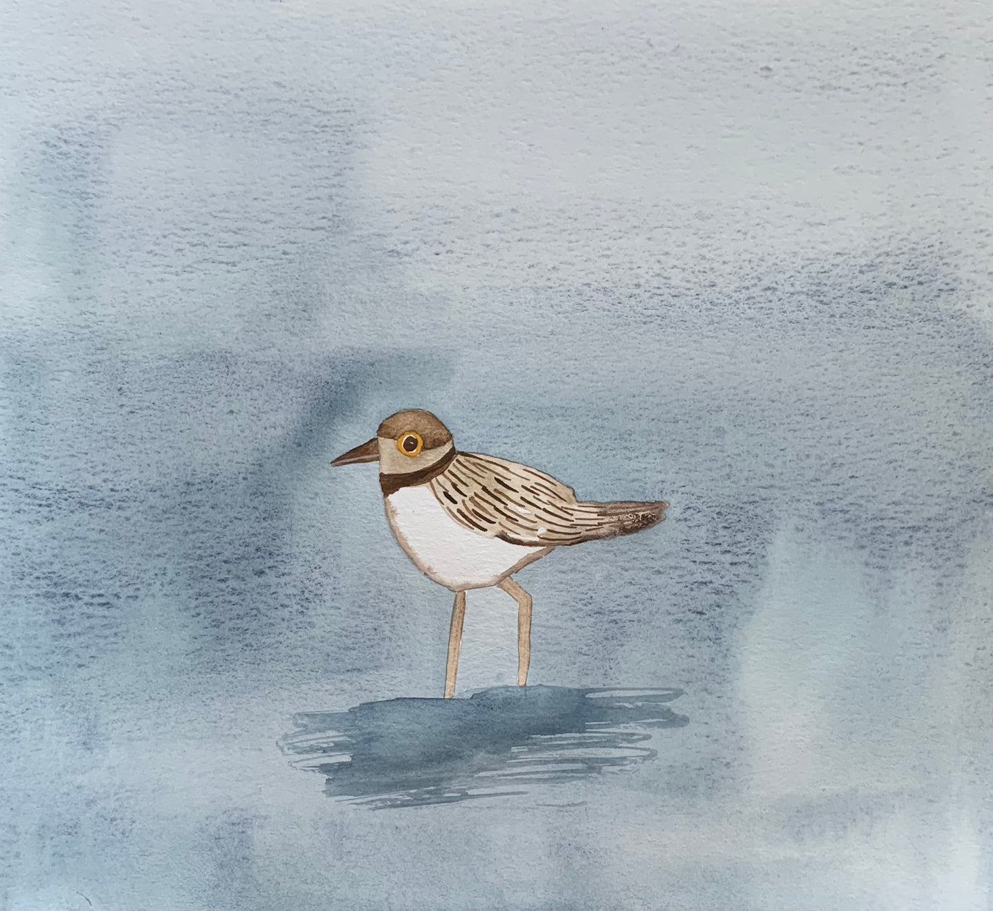 "Little Ringed Plover" original watercolour