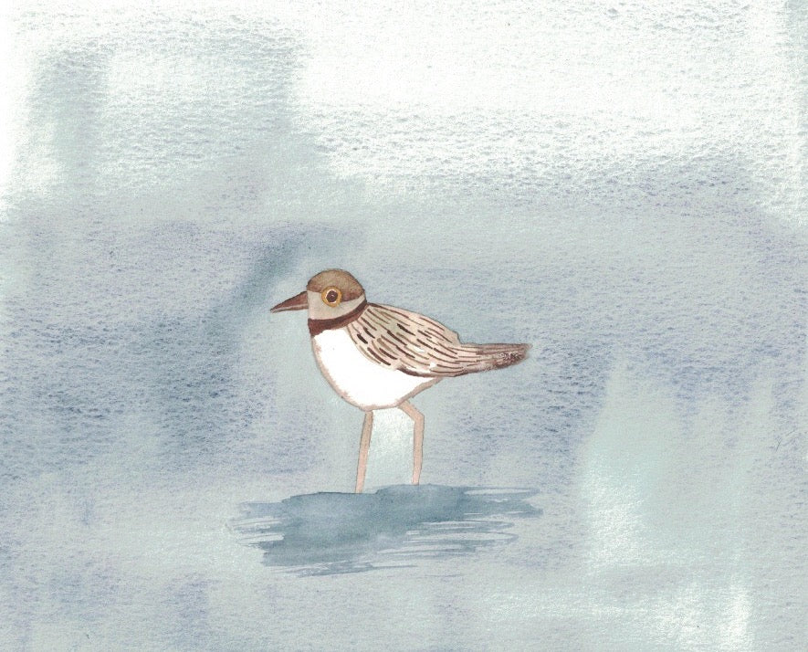 "Little Ringed Plover" greeting card